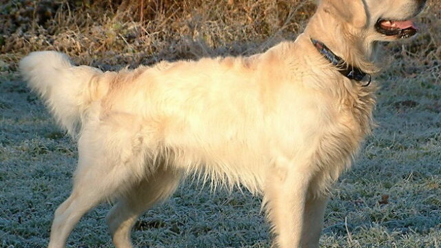 Golden_Retriever_Dukedestiny01_drvd